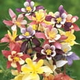 thumbnail image 3 of Burpee Harlequin Mixed Colors Columbine Flower Seed, Perennial Flower, Full Sun, 3 of 5