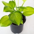 thumbnail image 4 of Expert Gardener Guacamole Hosta (2.5 Quart) bright green foliage and white blooms - part sun to shade live plant, 4 of 7