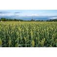 thumbnail image 3 of 50 MENNONITE SORGHUM Sugar Cane Sorghum Bicolor Grain Vegetable Seeds, 3 of 8