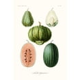 thumbnail image 3 of Unknown 11x14 Black Modern Framed Museum Art Print Titled - Fruit And Vegetable Varieties VIII, 3 of 5