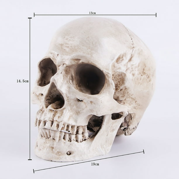 Resin Human Skeleton Simulation Resin Lifesize 1:1 Human Skull Model  Medical Anatomical Tracing Teaching Skeleton Halloween Decoration Statue 