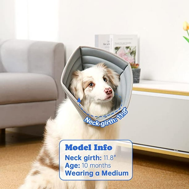 Dog cone price sale