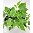 thumbnail image 3 of Peperomia Cupid Variegated - 5 Live Plants in 4 Inch Growers Pots - Peperomia Scandens Variegata - Rare and Elegant Indoor Houseplant, 3 of 5