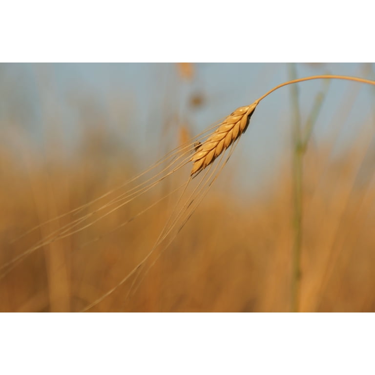 SEEDS = = = 50 seeds -Organic Einkorn Ancient Heirloom Wheat -Starter Pack-  Container Pots or garden -Non GMO= Serendipity Seeds