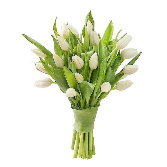 KaBloom: 20 White Tulips without vase, Next-Day Delivery, Gift for Every Occasion.