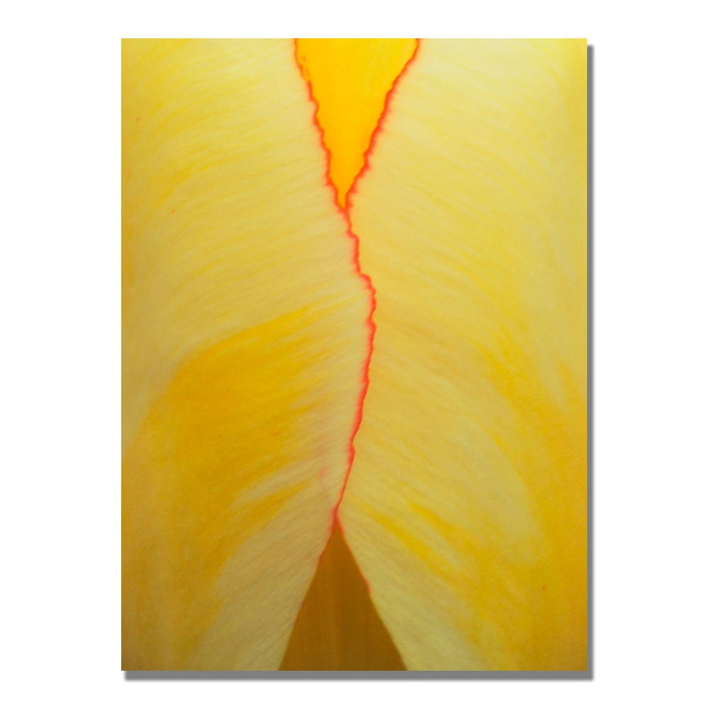 Trademark Art "Tulip Abstract" Canvas Art by Kurt Shaffer