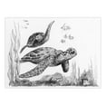 thumbnail image 2 of SKMIN-104 | Sketching Made Easy™ Sea Turtles 8pc 5" x 7" Sketching Art Project, 2 of 2