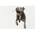 thumbnail image 4 of The Dog Bodega Sweet Potato Freeze Dried Treats for Dogs & Cats, 3 oz, 4 of 6