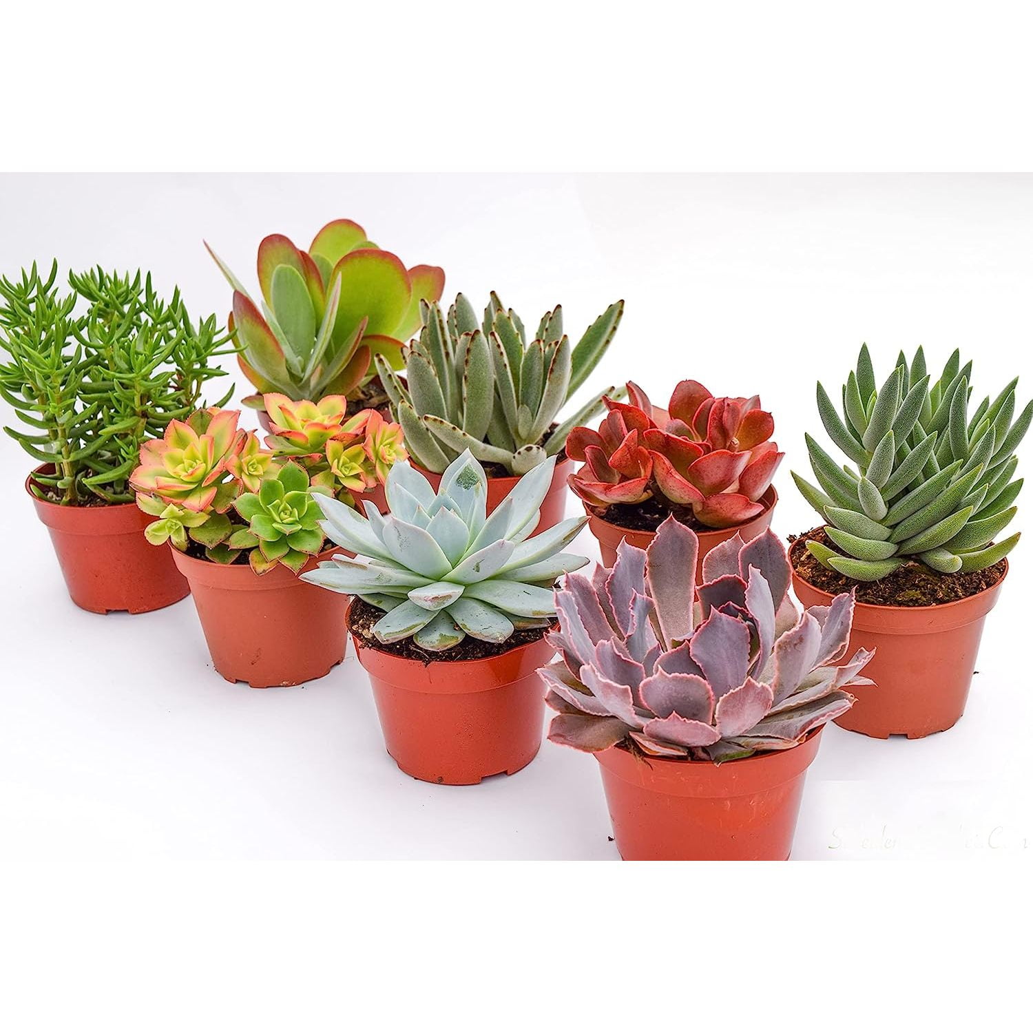 Large Colorful Outdoor Succulents Assorted 4 Inch Live Outdoor