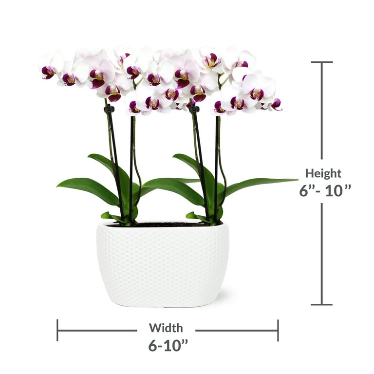 Just Add Ice 6-10 inch White and Purple Mini Orchid Duo Live Plants in 4 inch White Ceramic Planter, House Plant, Size: 1 qt