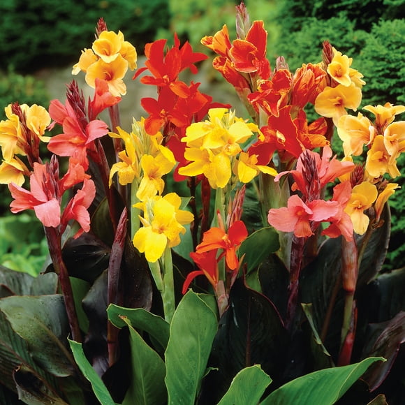Cannas Plants