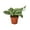 6_POTHOS_SILVER.SPLASH, variant on Scindapsus Pictus 'Exotica' Pothos - Live Air-Purifying Indoor Plant in Nursery Pot – Easy Care, Low Maintenance Houseplant for Home & Office Decor, Natural Air Cleaner, Best for Beginners (4"Pot)