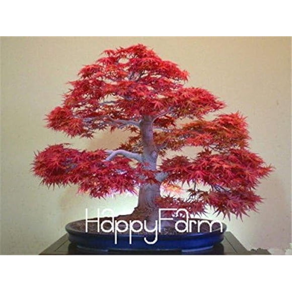 HJADGG Japanese Red Maple Bonsai Tree Cheap Seeds, mini bonsai Seeds, 50 Seeds 11 kinds mixed, Very Beautiful Indoor Tree,#BR3KL 7