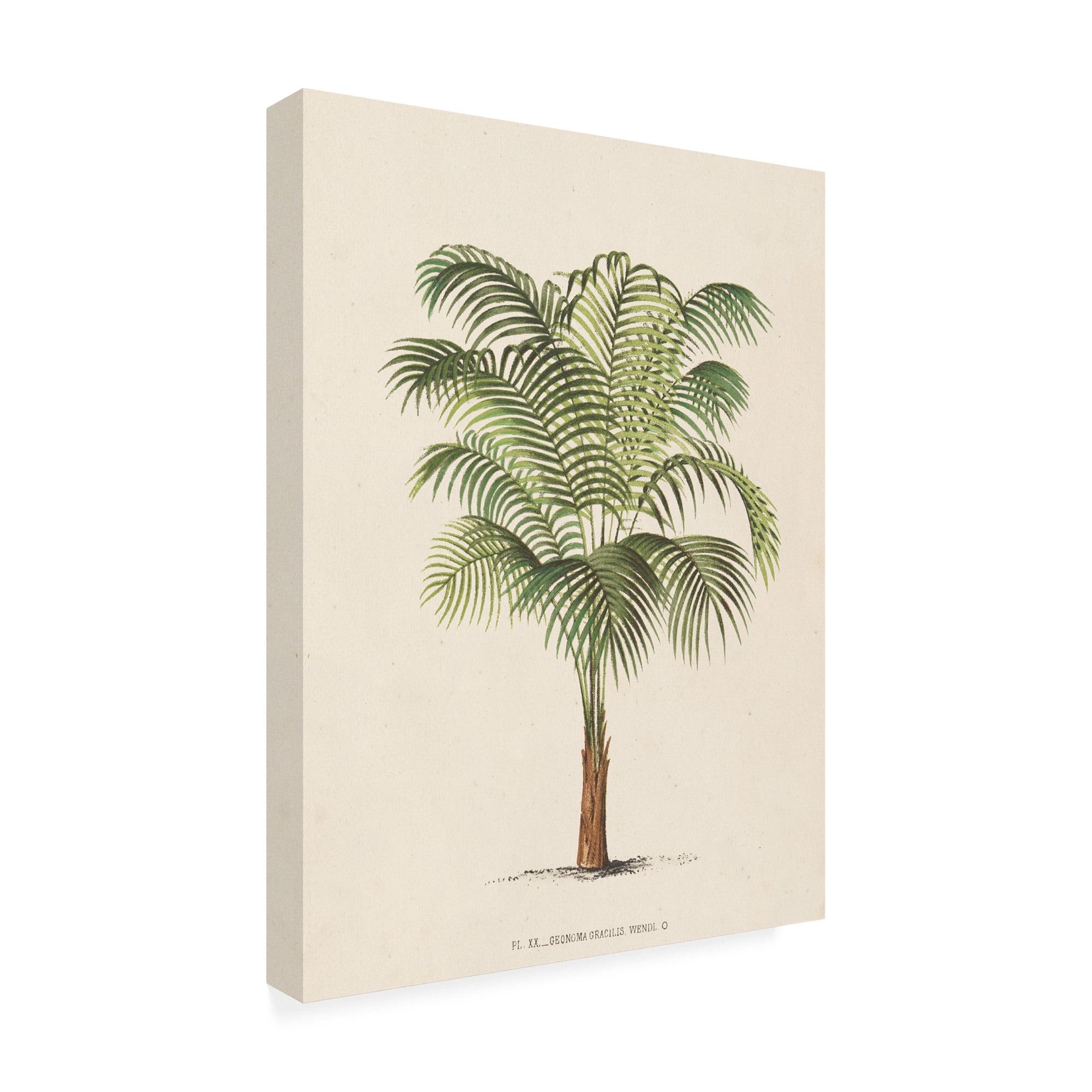 Trademark Fine Art 'Les Palmiers II' Canvas Art by Unknown