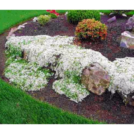 - White Creeping Thyme Plant - Lightly Scented - Live Plant -3