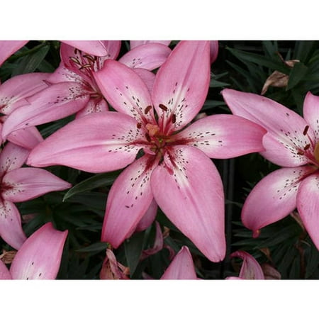 Euroblooms Lily Asiatic Happy Kiss, 6 Flower Bulbs