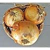 thumbnail image 4 of Riverside Sweet Spanish Onion Seeds for Planting, 300+ Heirloom Seeds Per Packet, Non GMO Seeds, Botanical Name: Allium cepa, Great Home Garden Gift, 4 of 8