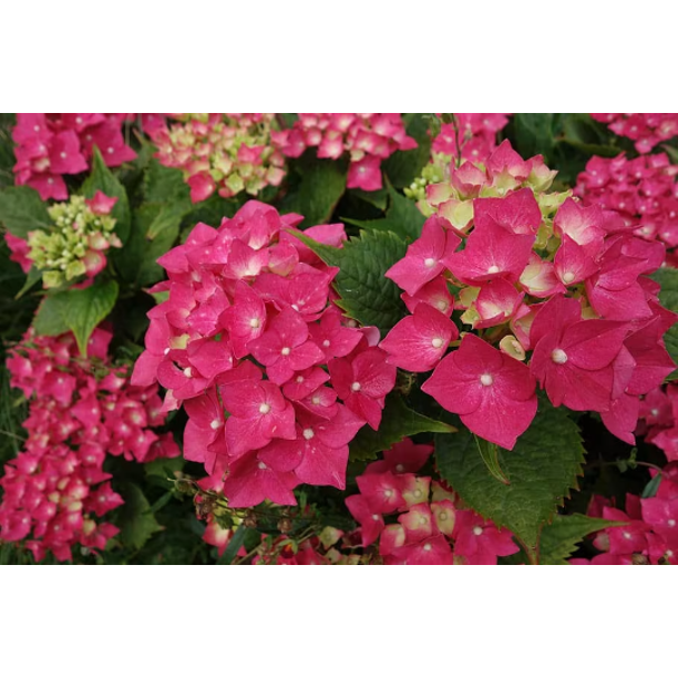 2 Hydrangea 'Masja' Red Blooming Mophead Hydrangea in a 3.5" PotStunning Blooms!!