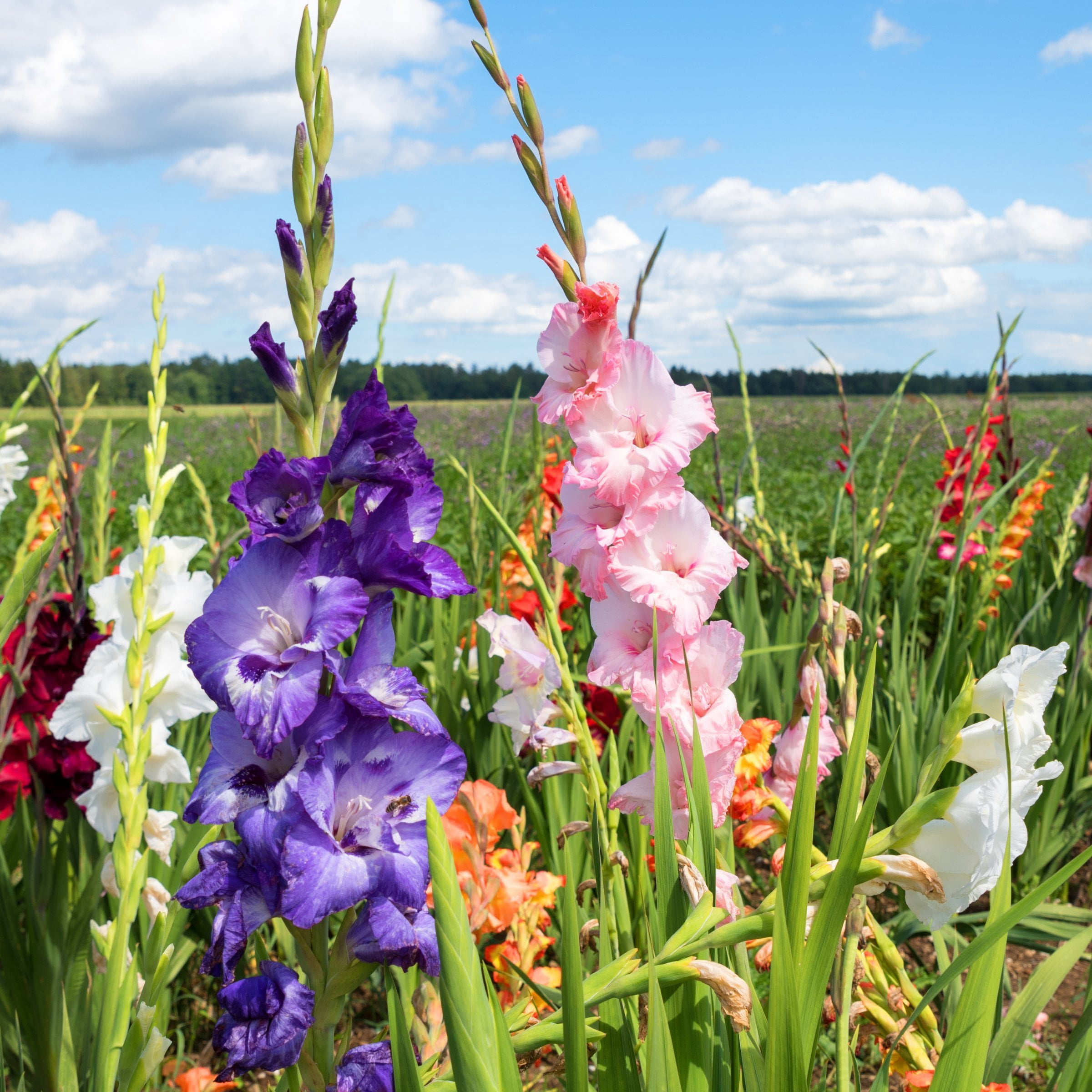 National Plant Network Gladioli Mixed Bulbs (20-Pack)