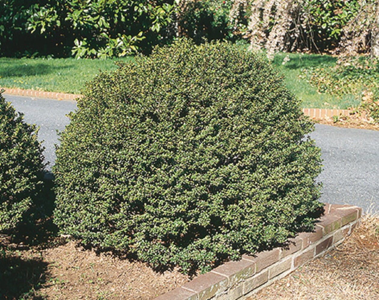 Compacta Japanese Holly Evergreen Live Shrub in 3-Gallon Grower Pot