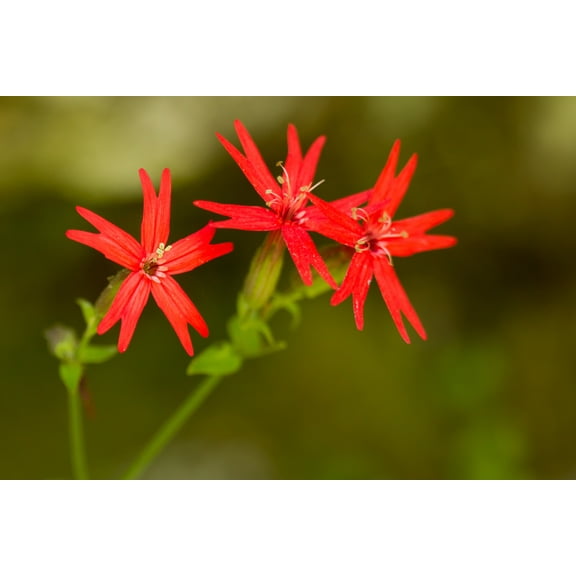 Fire Pink Wildflower Seeds for Planting (50 Seeds) - Silene virginica