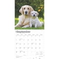 thumbnail image 4 of Golden Retrievers 2025 12 X 24 Inch Monthly Square Wall Calendar Foil Stamped Cover Plastic-Free (Wall), 4 of 9