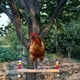 thumbnail image 3 of 2x Percha Hecha para Masticar Pájaros con Columpio de Pollo, 3 of 9