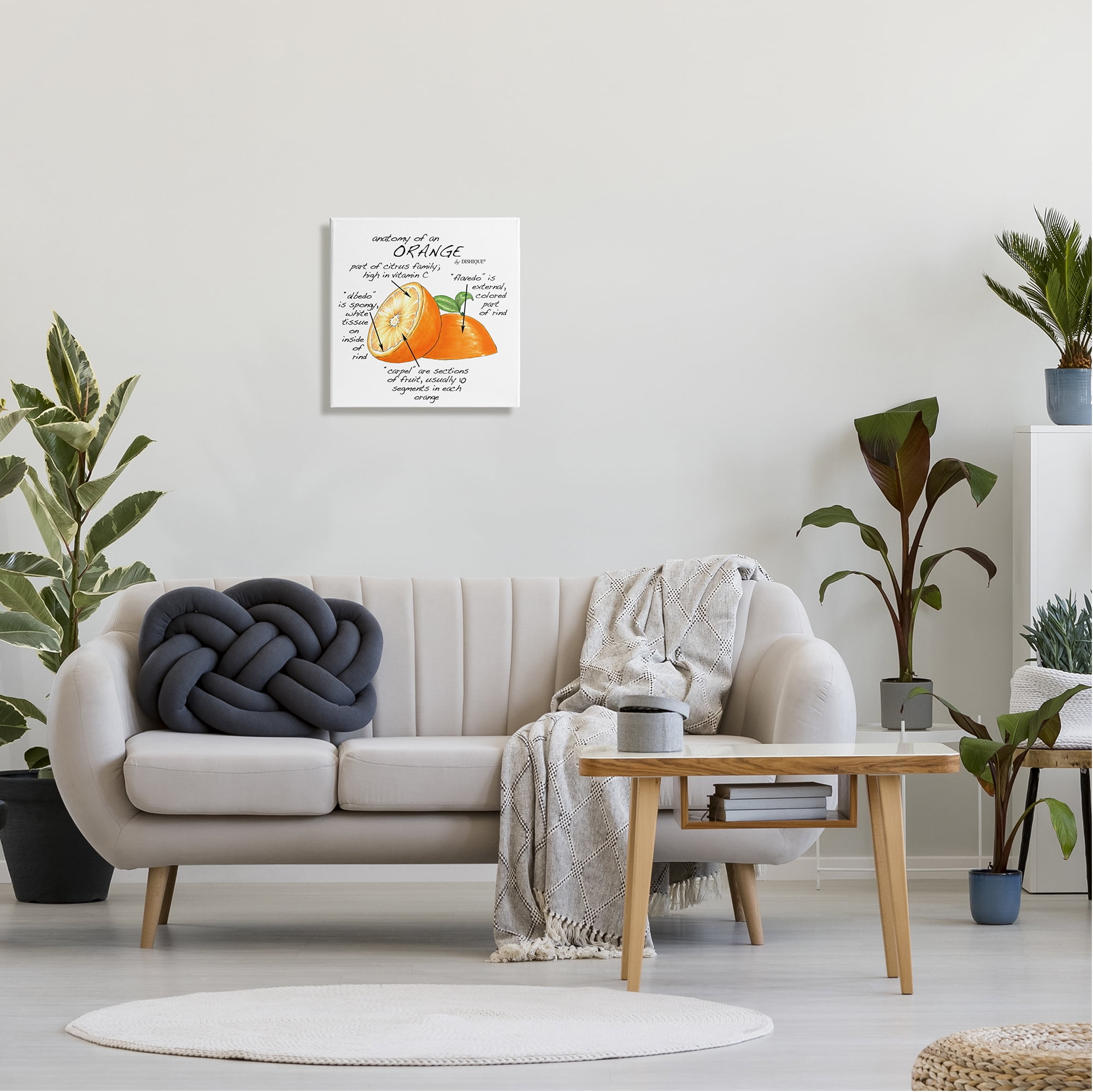 Stupell Industries Orange Citrus Fruit Chart Informative Learning Diagram Graphic Art Gallery Wrapped Canvas Print Wall Art, Design by Dishique