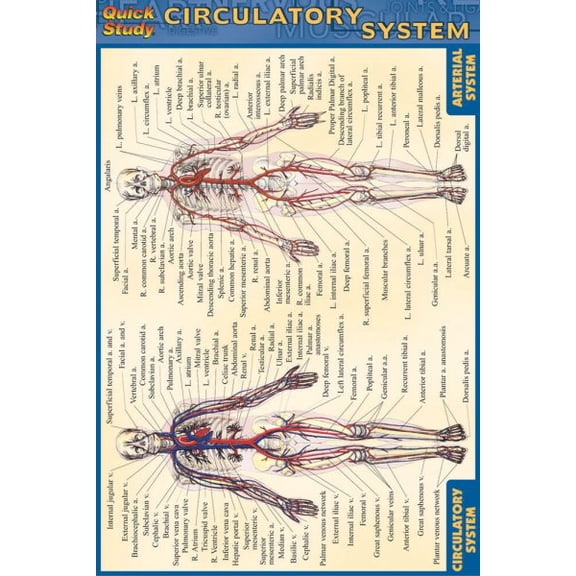 Pre-Owned Circulatory System (Other)