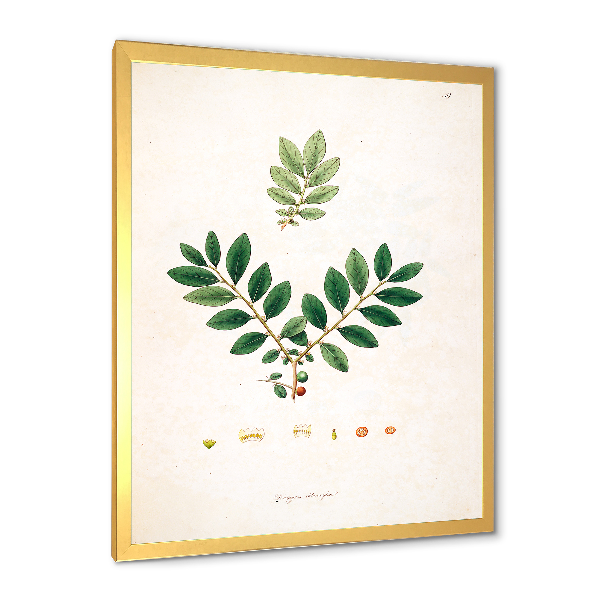 Designart 'Ancient Plant Life XIV' Farmhouse Framed Art Print