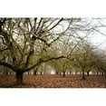 thumbnail image 3 of Berzel, Erin 18x13 Black Modern Framed Museum Art Print Titled - Hazel Tree Grove III, 3 of 5