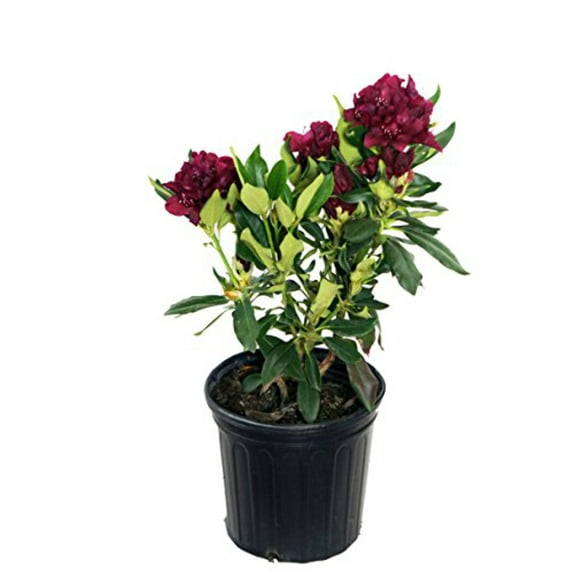 Dark Lord Rhododendron