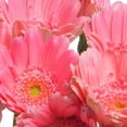 thumbnail image 3 of Bouquet de minigerberas 10 tallos, 3 of 3