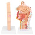 thumbnail image 4 of Human Nasal Oral Cavity Throat Anatomical Model for Science Classroom Teaching Presentation Display, 4 of 5