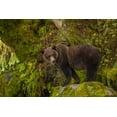 thumbnail image 2 of Illg, Cathy and Gordon 14x11 White Modern Wood Framed Museum Art Print Titled - AK, Tongass NF Grizzly bear standing on boulder, 2 of 4