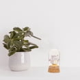 thumbnail image 4 of Collectibles Display Dome Glass Protection Case Countertop Display Box for Model Figurine, 4 of 6