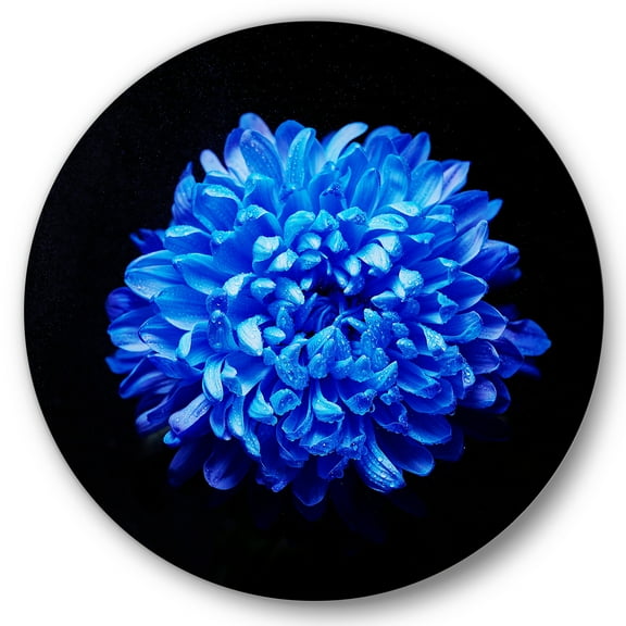 Designart 'Dew Drops on Blue Aster ' Traditional Circle Metal Wall Art 36x36 - Disc of 36