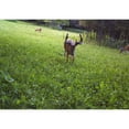 Antler King Trophy Clover Mix 3.5
