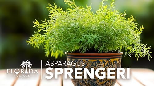 Fern Sprengeri  30 Live Plants  Asparagus Densiflorus  Evergreen Ornamental Fern  Lush Green Foliage for Hanging Baskets & Borders