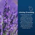 thumbnail image 4 of GoodLight - Paraffin-free, Naturally Scented, Tea Light Candles - Lavender - 6 Pack, 4 of 7