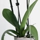 thumbnail image 4 of unbranded 10Ud Soportes Transparentes Para Plantas En Jardín Fácil Instalación Sin Herramientas, 4 of 8