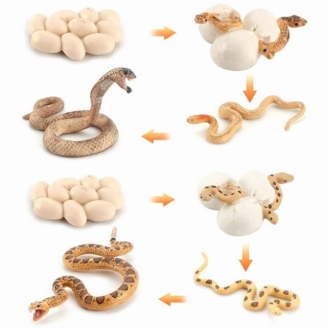 Juego de figuras Snake Life Cycle, juguete para niños con forma de cobra y boa de arena