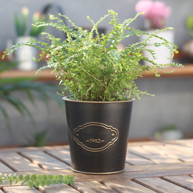 Nestingho Maceta Colgante Metálica Estilo Europeo Para Plantas En Jardín Y