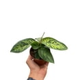 thumbnail image 4 of Homalomena 'Camouflage', 4" Pot, Indoor Houseplant, Easy Care, Live Plant for Indoor & Outdoor, 4 of 5