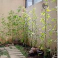 thumbnail image 5 of Artificial Bamboo Stem Faux Screen Plant Set of 10, 5 of 9