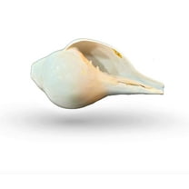 Shankh Blowing Shank Big Size AAA Quality Natural Vamavarti 5.5 inch with Brass Stand By Indian Collectible