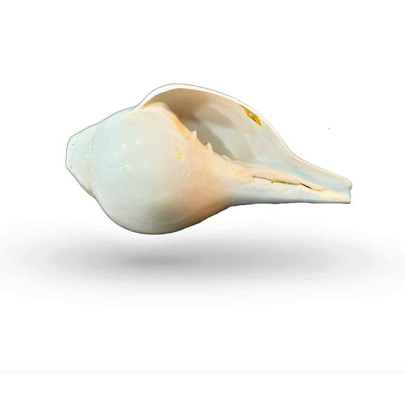 Shankh Blowing Shank Big Size AAA Quality Natural Vamavarti 5.5 inch with Brass Stand By Indian Collectible