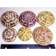 thumbnail image 5 of Alfonso Sea Urchins | 6 Large Alphonse Urchin Shells 2 1/2"-3", 5 of 5