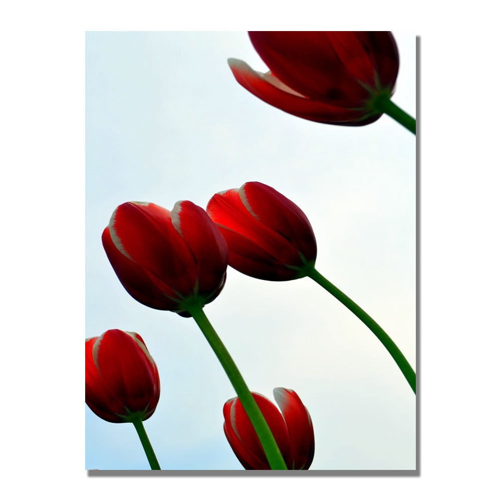 Trademark Global Michelle Calkins "Red Tulips from the Bottom Up" Canvas Art, 47" x 30"