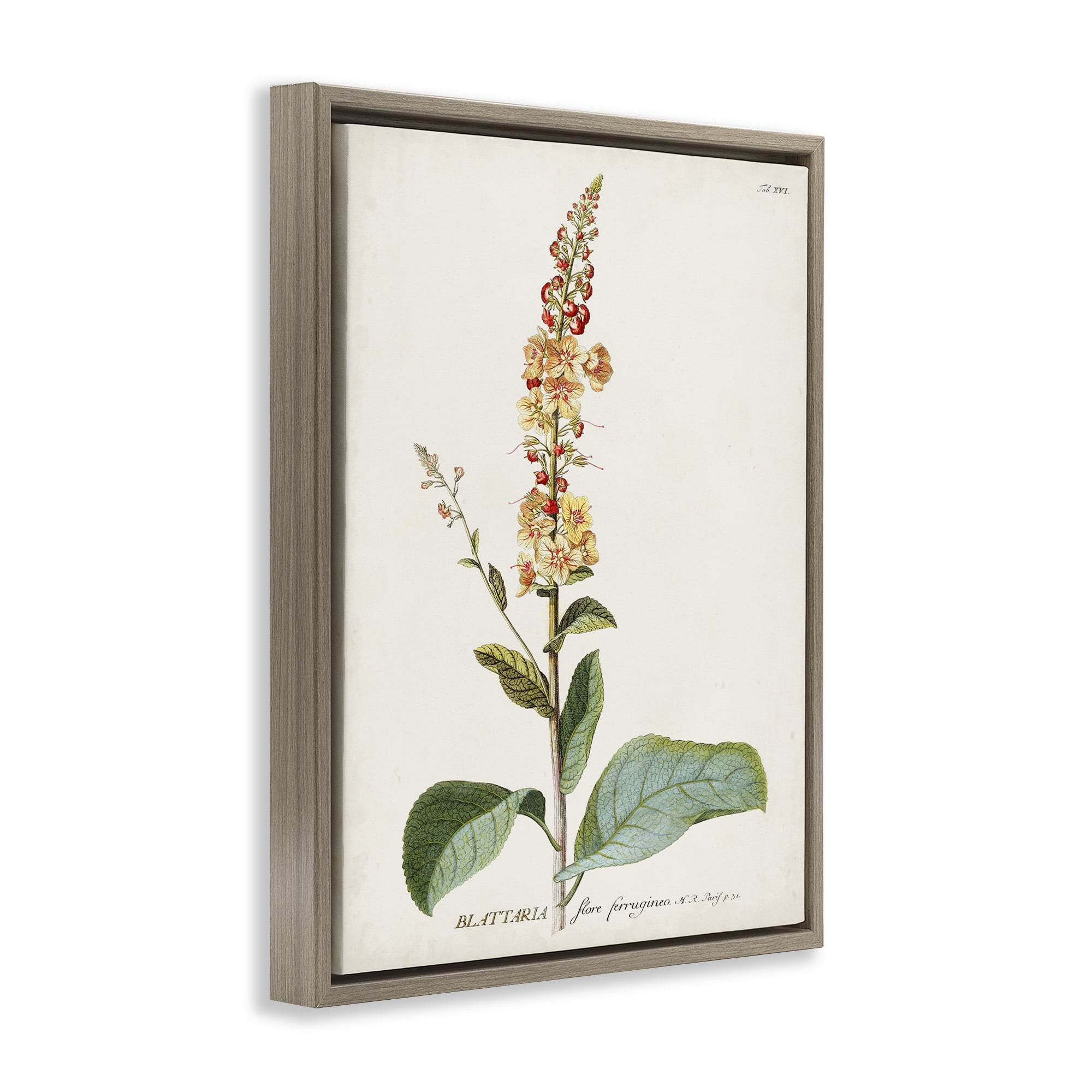 Stupell Industries Scientific Botanical Plant Botanical & Floral Drawing Brown Floater Framed Canvas Art Print Wall Art, 25 x 31